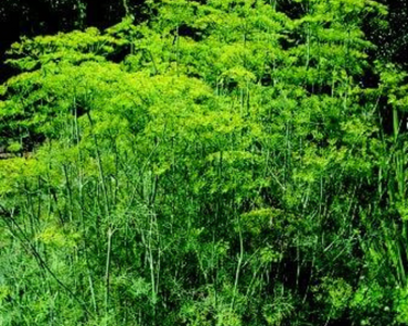 Mammoth Long Island Dill Seeds